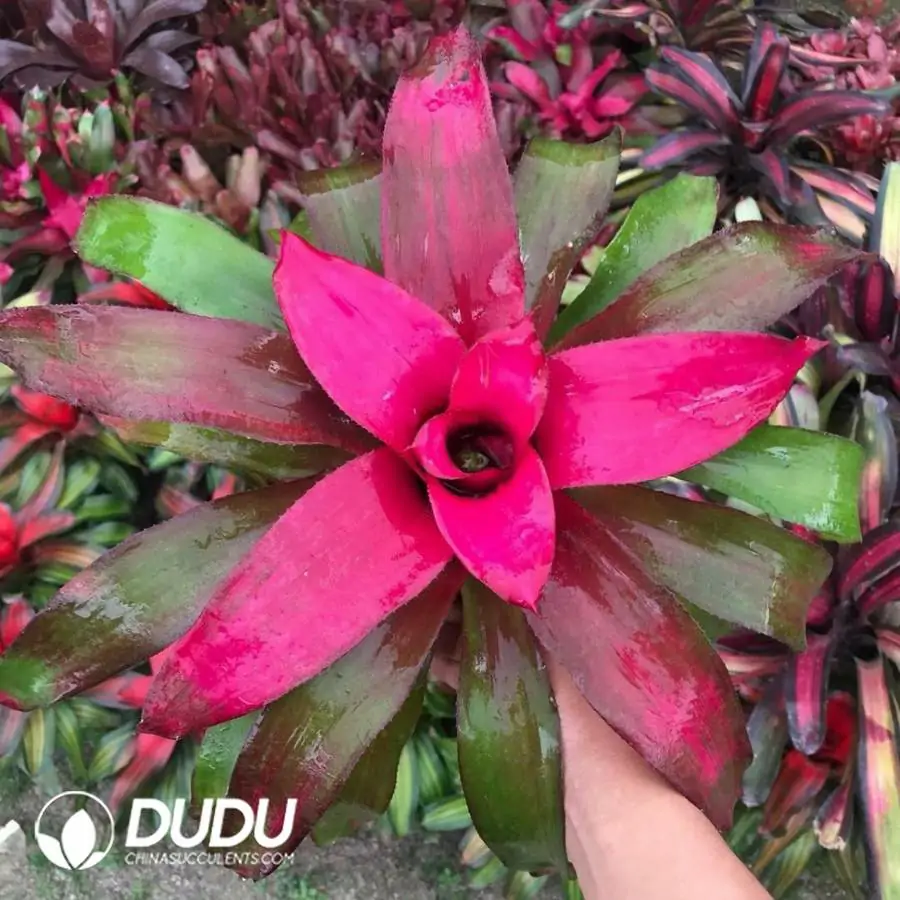 1744618533-e201.webp Bromelioideae chameleon - Image 1