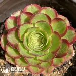 Aeonium Halloween Variegated