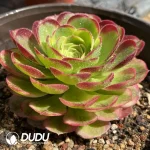Aeonium Halloween Variegated - Image 2