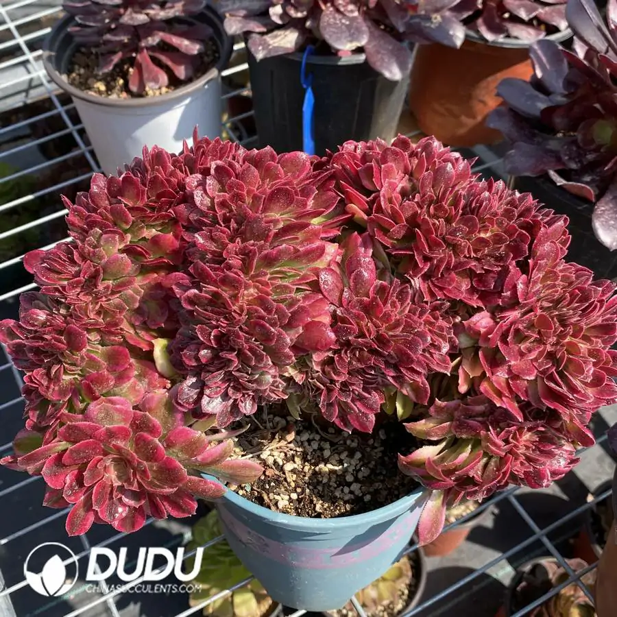 1744708417-e201.webp Aeonium Athena Crest - Image 1