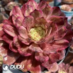 Aeonium Ink painting