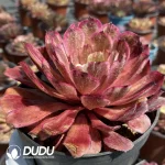 Aeonium Ink painting - Image 2