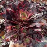 Aeonium Phoenix Coronet Cluster