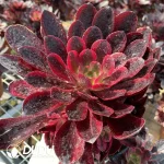 Aeonium Phoenix Coronet Cluster