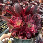 Aeonium Phoenix Coronet Cluster - Image 2