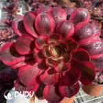 Aeonium Charm Gold Rose Variegated Cluster