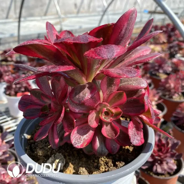 Aeonium Charm Gold Rose Variegated Cluster - Image 2