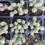 Crassula 'Tom Thumb' Variegated Clustering(Scattered Clustering)