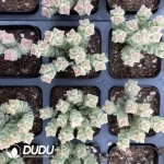 Crassula 'Tom Thumb' Variegated Clustering(Scattered Clustering) - Image 2