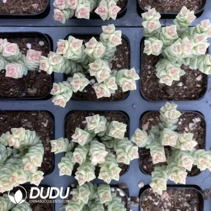 Crassula 'Tom Thumb' Variegated Clustering(Scattered Clustering) - Image 2