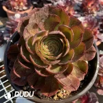 Aeonium Halloween Silky Variegated Clustering