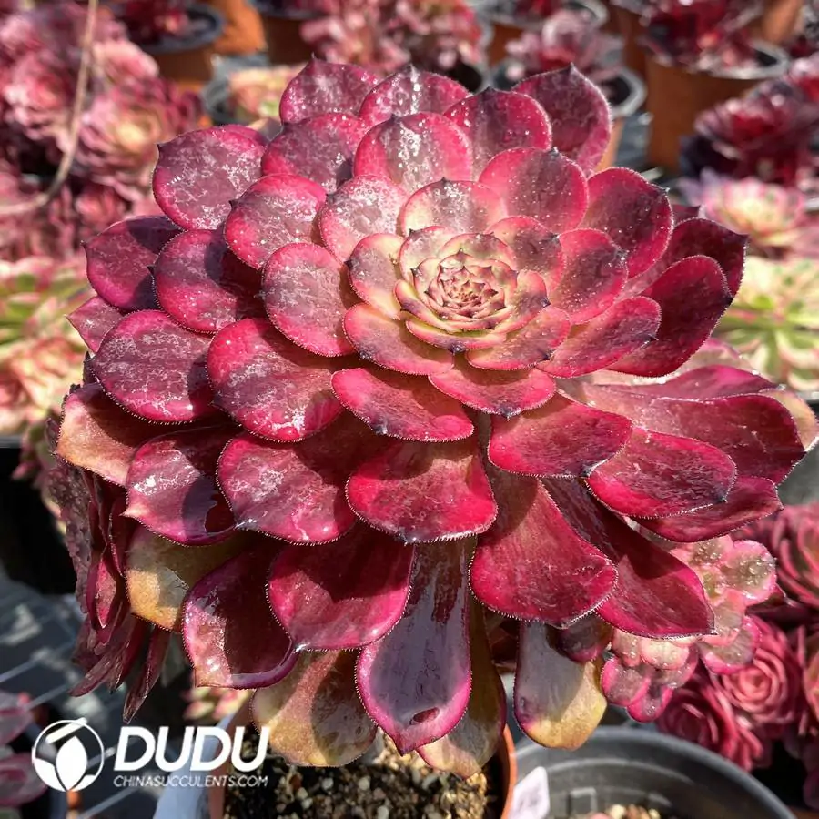 1744870909-e201.webp Aeonium Fire Cloud Clustering - Image 1