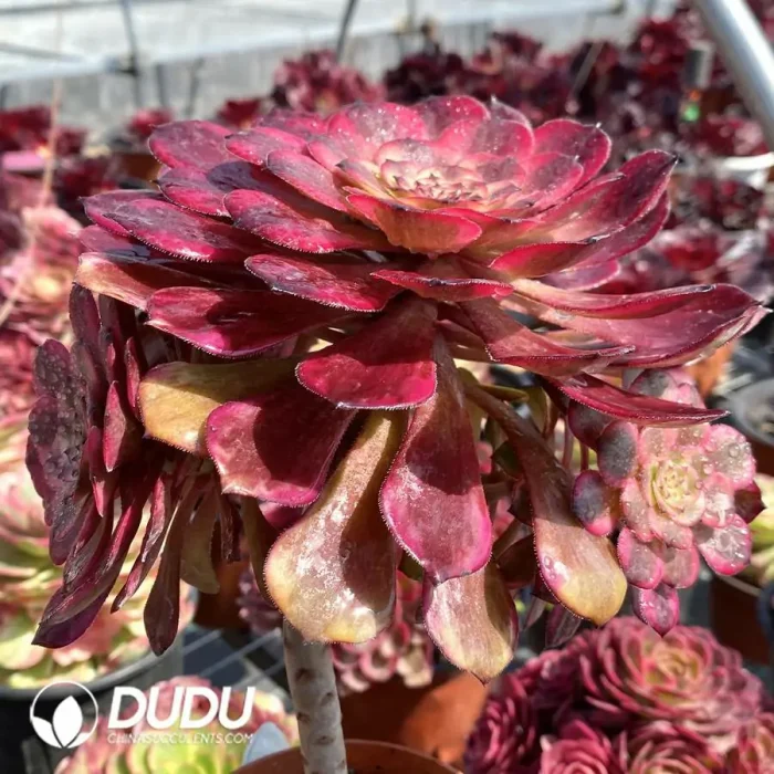 Aeonium Fire Cloud Clustering - Image 2