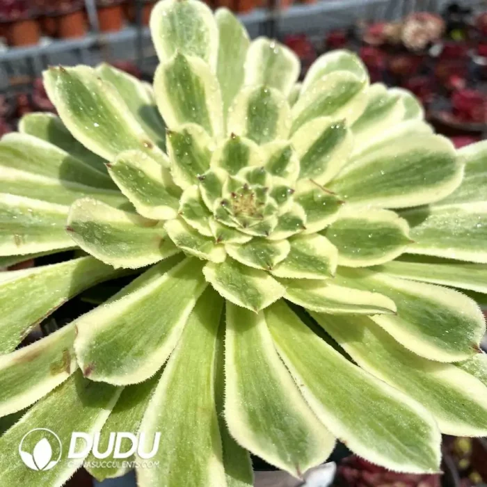 Aeonium Bilang - Image 2