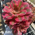 Aeonium Red sleeves Clustering