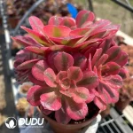 Aeonium Red sleeves Clustering - Image 2