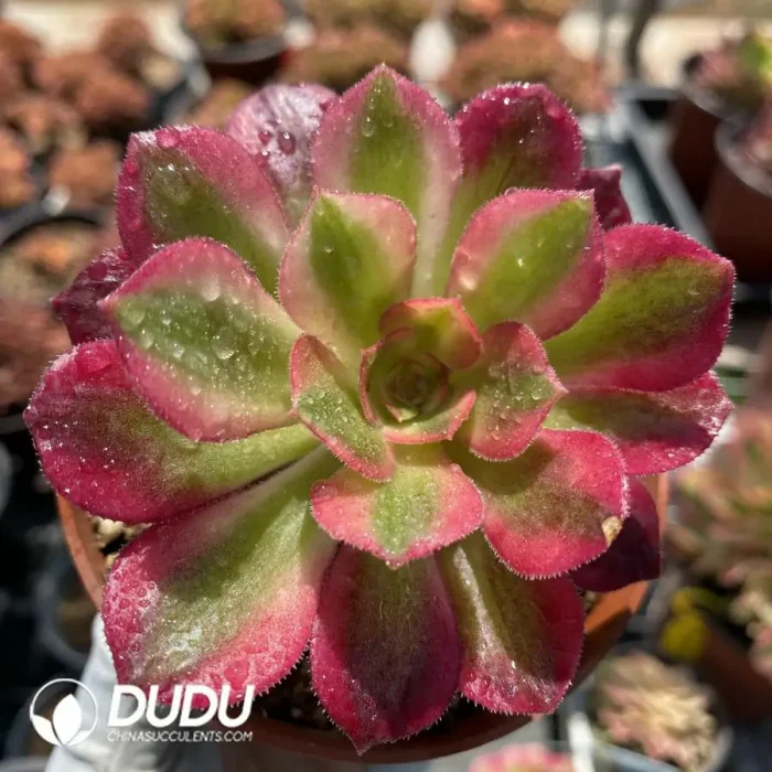 1744870971-e201.webp Aeonium Miul - Image 1