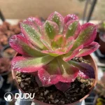 Aeonium Miul - Image 2