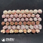Echeveria DUDU Collection 2081