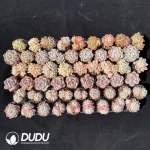 Echeveria DUDU Collection 2082