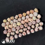 Echeveria DUDU Collection 2082 - Image 2