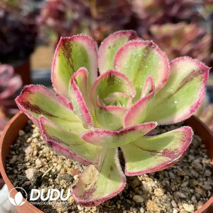 Aeonium Blue and White Porcelain - Image 2