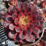 Aeonium Black Swan