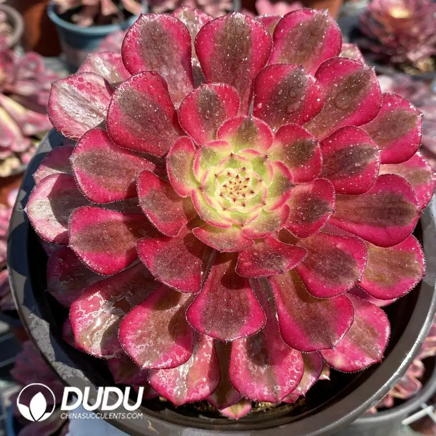 1744871027-e201.webp Aeonium Zhurong - Image 1