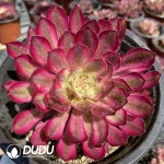 Aeonium Xianmo