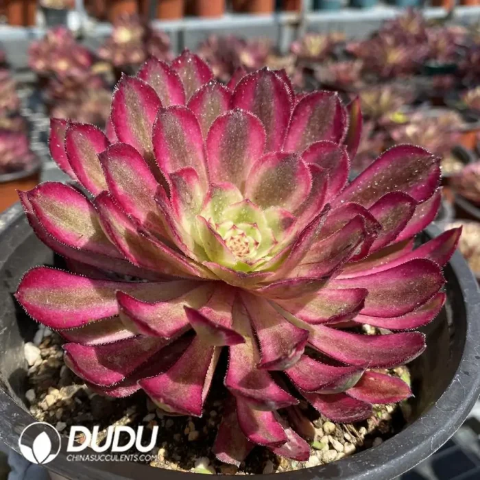 Aeonium Xianmo - Image 2