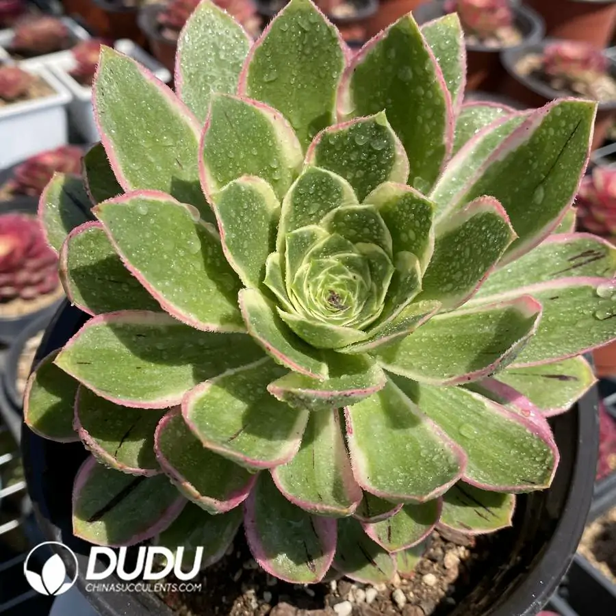 1744871561-e201.webp Aeonium Green Rose Variegated Clustering(Big Rose Variegated) - Image 1