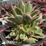 Aeonium Green Rose Variegated Clustering（Big Rose Variegated） - Image 2