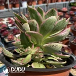 Aeonium Green Rose Variegated Clustering（Big Rose Variegated） - Image 3