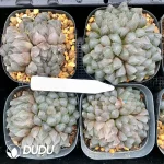 Haworthia Cooperi Black Muscle Clustering