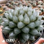 Haworthia Cooperi Black Muscle Clustering - Image 2