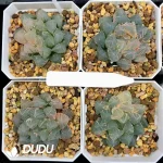 Haworthia Cooperi OH Variegated