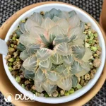 Haworthia Cooperi OH Variegated - Image 2