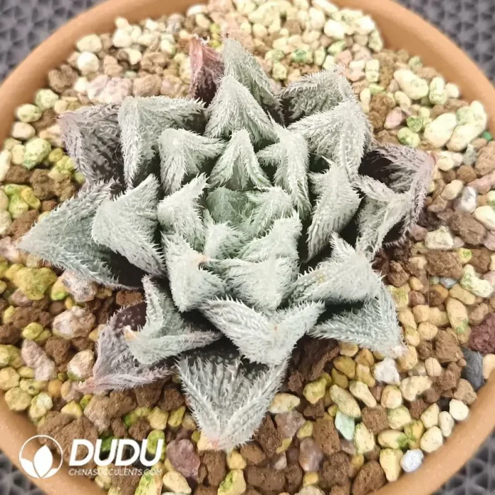 Haworthia Venusta Variegated - Image 2