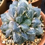 Haworthia Cooperi - Image 2