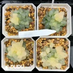 Haworthia Cooperi Isatis indigofera Variegated