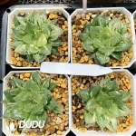 Haworthia Cooperi Baolian Lamp Variegated