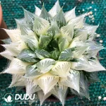 Haworthia Cooperi Baolian Lamp Variegated - Image 2