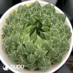 Haworthia Cooperi Flower Butterfly Variegated - Image 2