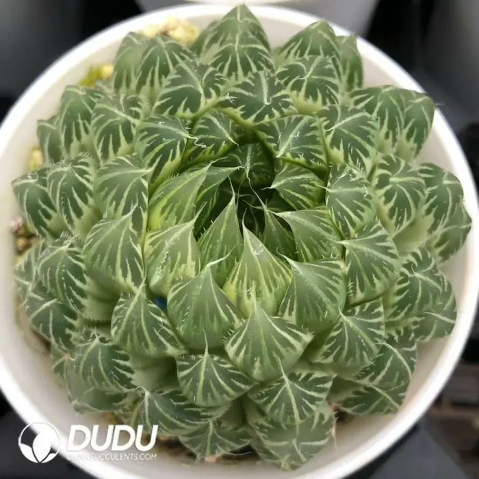 Haworthia Cooperi Flower Butterfly Variegated - Image 2