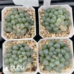 Haworthia Ice Lantern Less Variegated