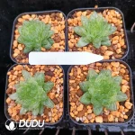 Haworthia Cooperi Cuiyun Variegated