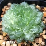 Haworthia Cooperi Cuiyun Variegated - Image 2