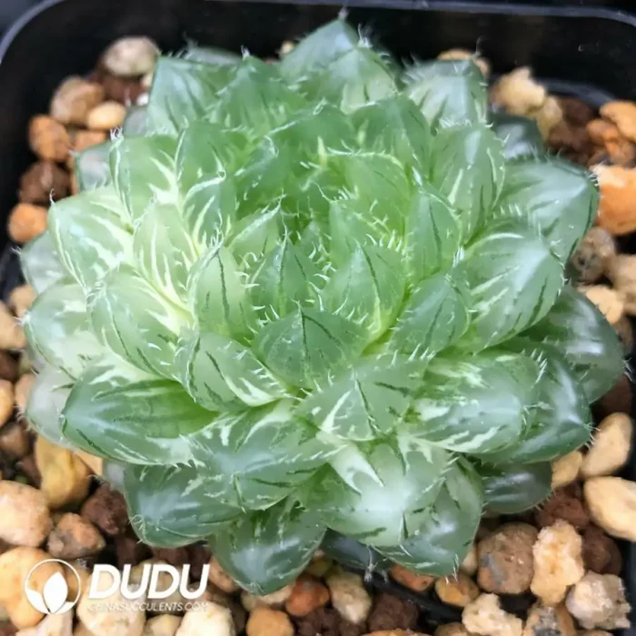 Haworthia Cooperi Cuiyun Variegated - Image 2
