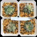 Haworthia Spotted Fox Variegated