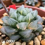 Haworthia Spotted Fox Variegated - Image 2